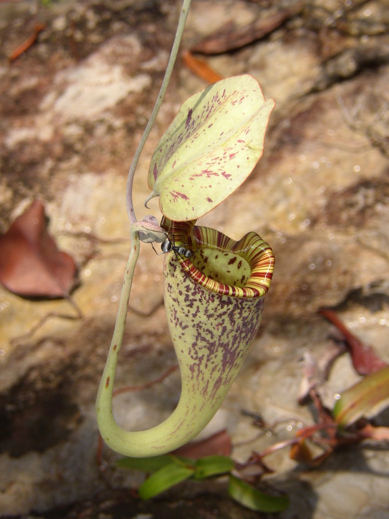 How the Raffles Pitcher Plant Choose a Perfect Time to Kill