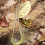 How the Raffles Pitcher Plant Choose a Perfect Time to Kill