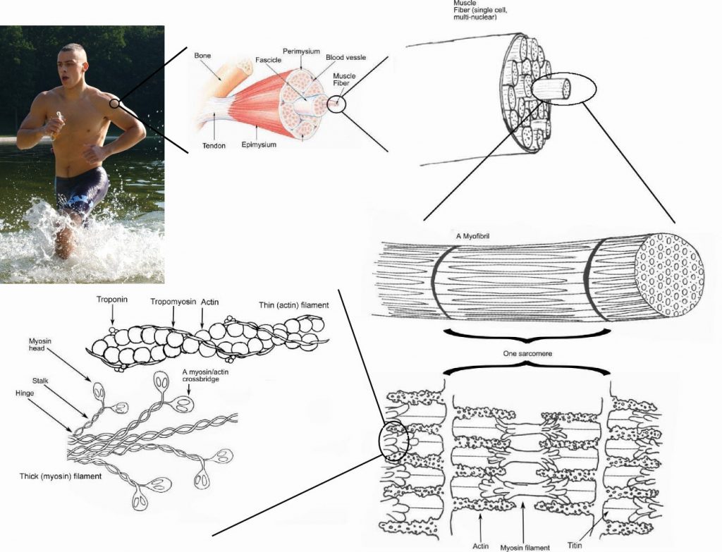 Scientists Discovered a Way to Grow Stronger Muscles Using Gelatin