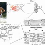 Scientists Discovered a Way to Grow Stronger Muscles Using Gelatin